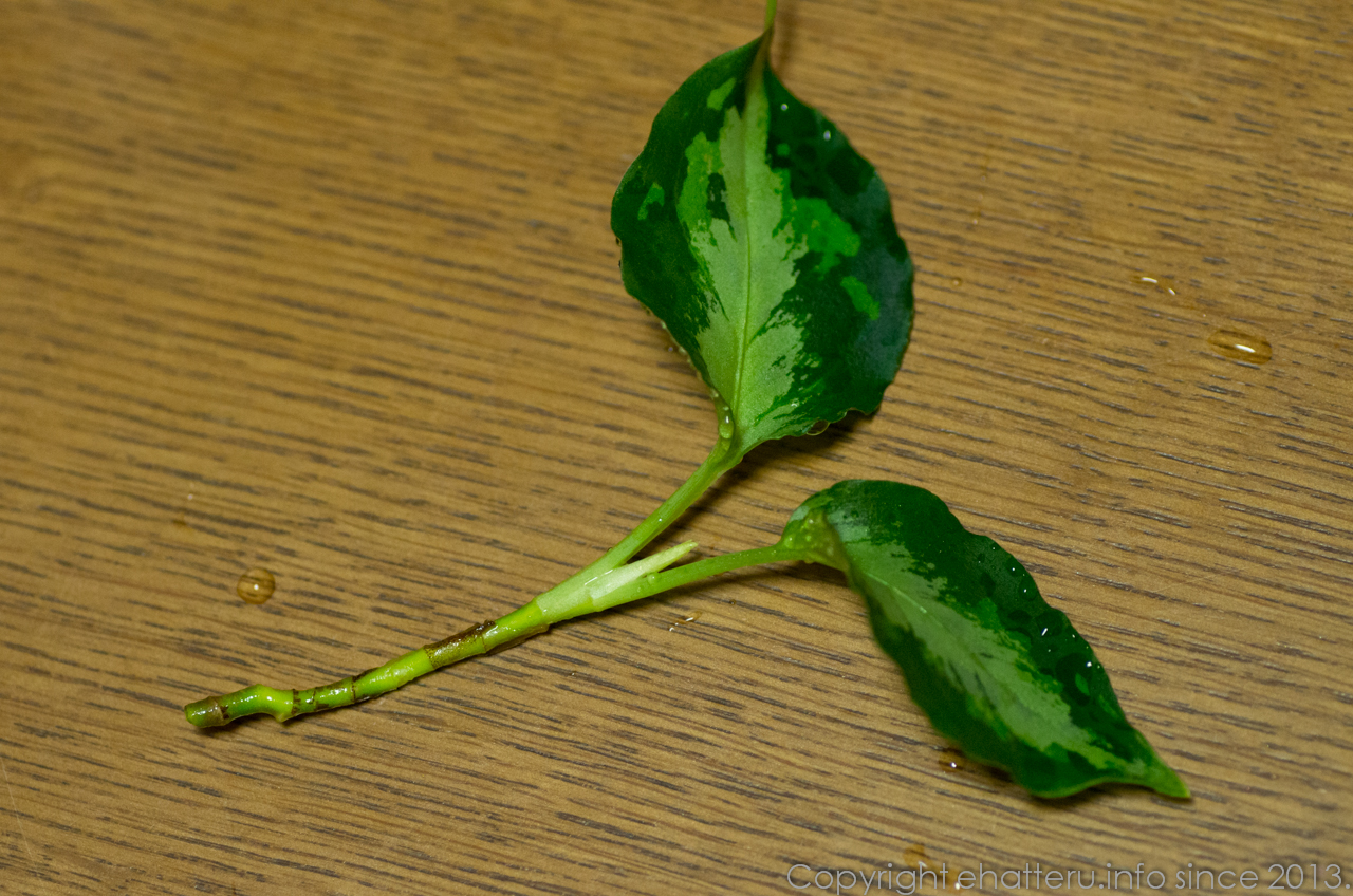Aglaonema pictum”tricolor” type NIRVASH from Pulau Nias(AZ) - えはぶろ